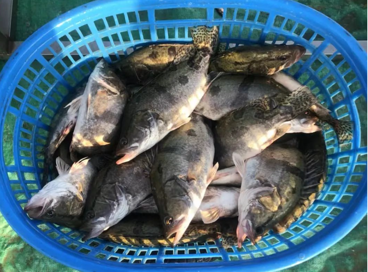 饲料鳜9亩大赚27.39万,料比1.1,成活86%,肇庆罗总鳜鱼经 - 知乎