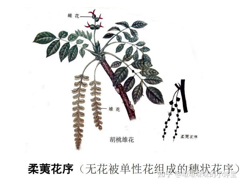 根茎叶花叶果实种子形态 - 知乎