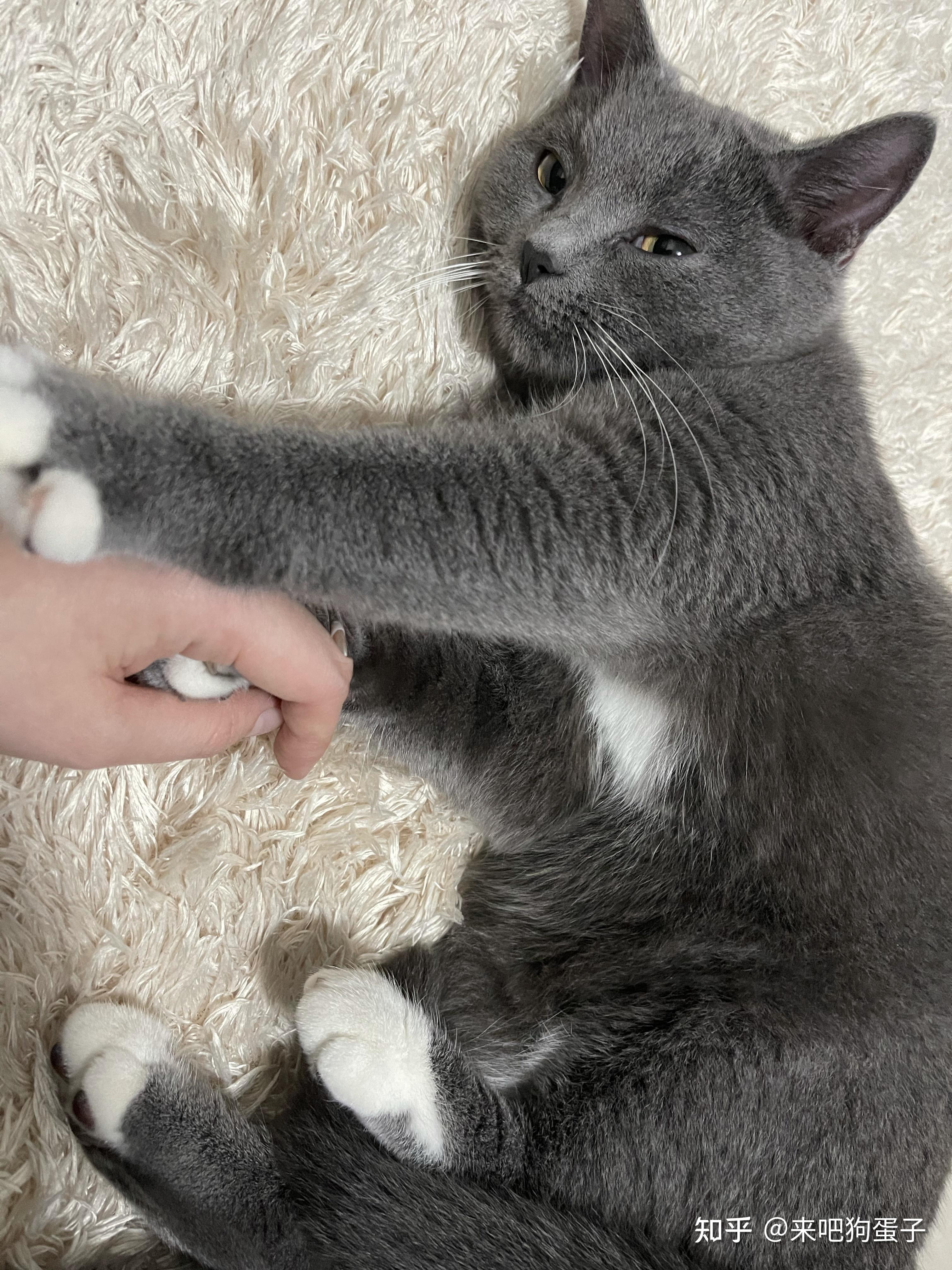 我的蓝猫,就脚是白色,然后脖子有白色,身体都是灰色,我只想知道他是不