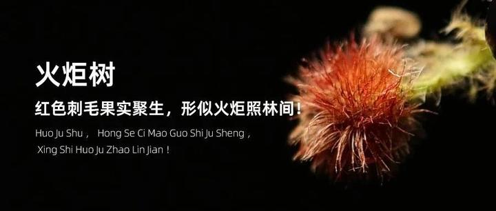 火炬树,红色刺毛果实聚生,形似火炬照林间! - 知乎