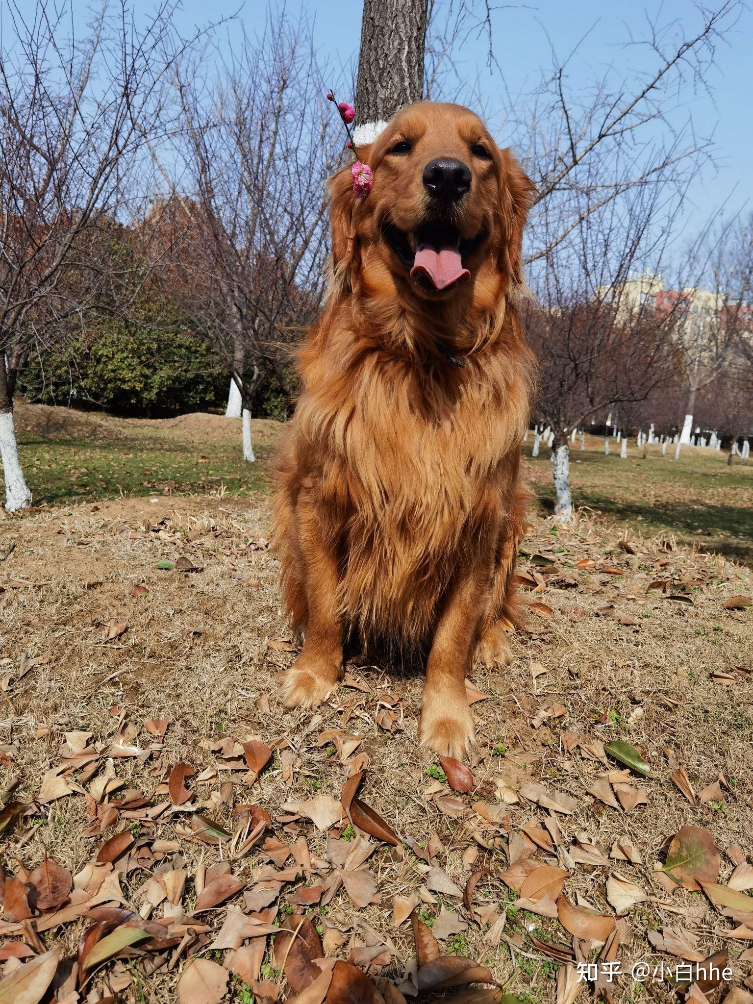 大家可以帮我瞅瞅这是纯种的枫叶红金毛宝宝吗? - 知乎