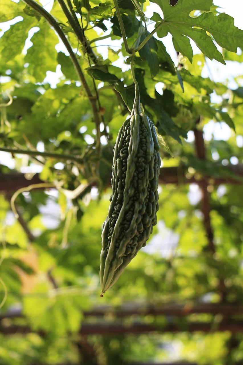 4. 苦瓜病虫害防治