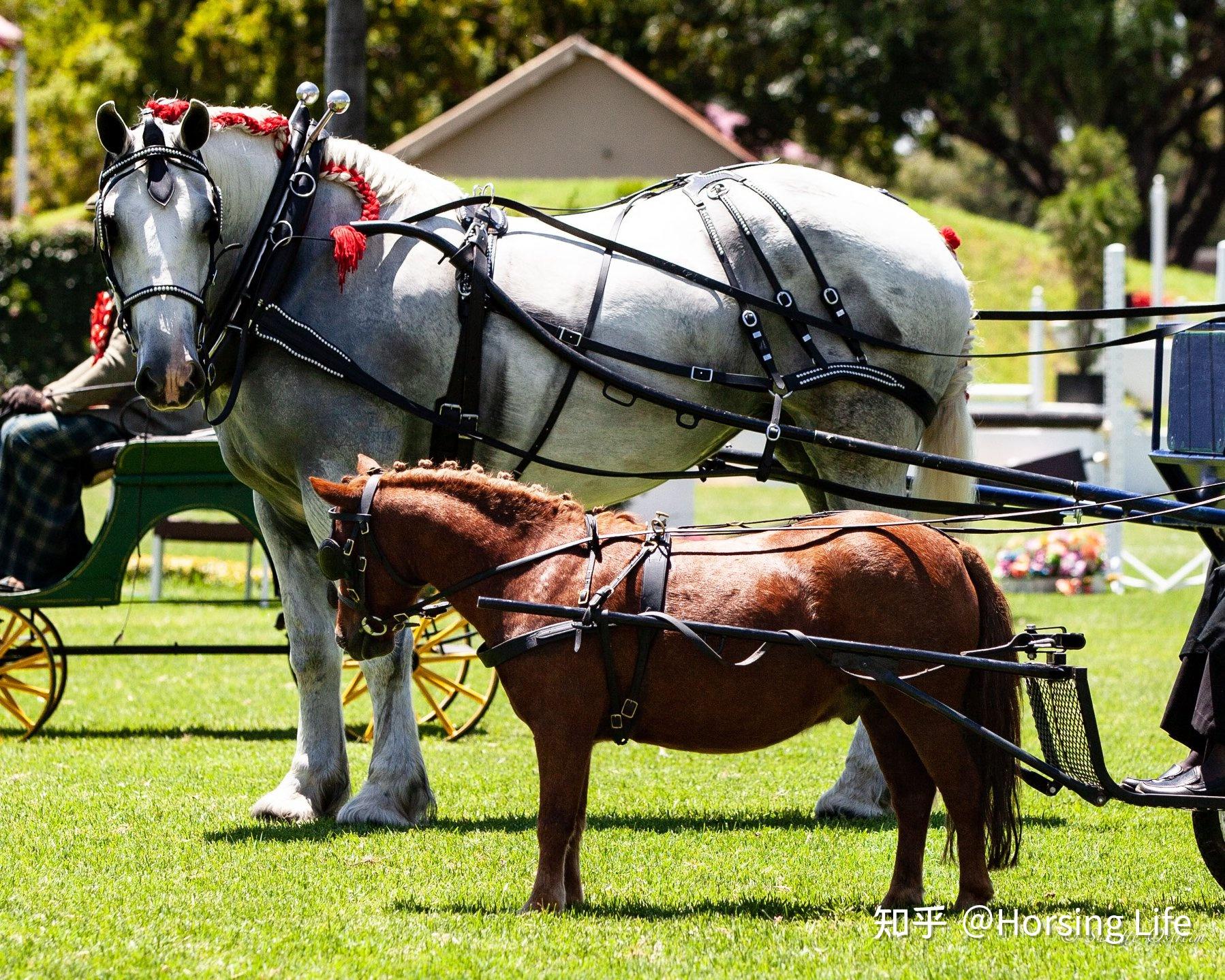 挽马为什么不能骑