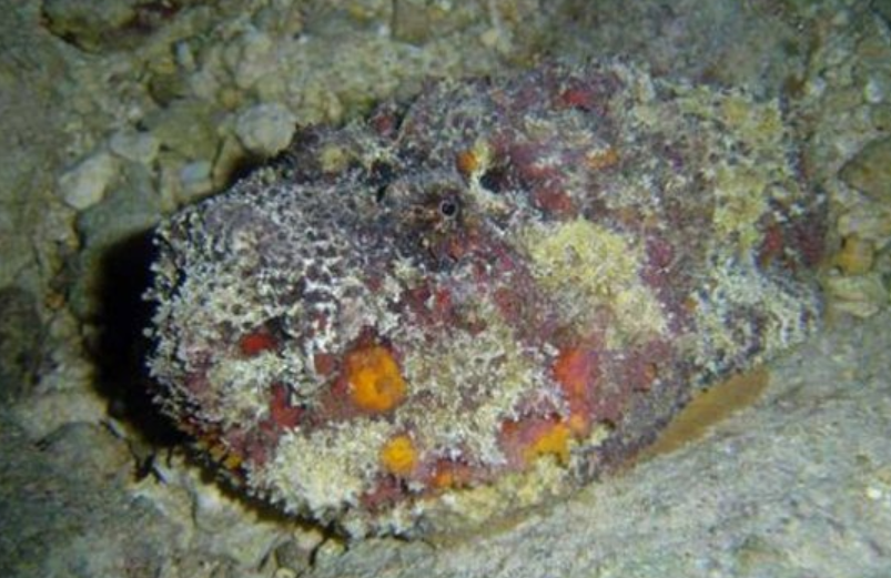 十大危险的海洋生物你知道多少?(一) - 知乎