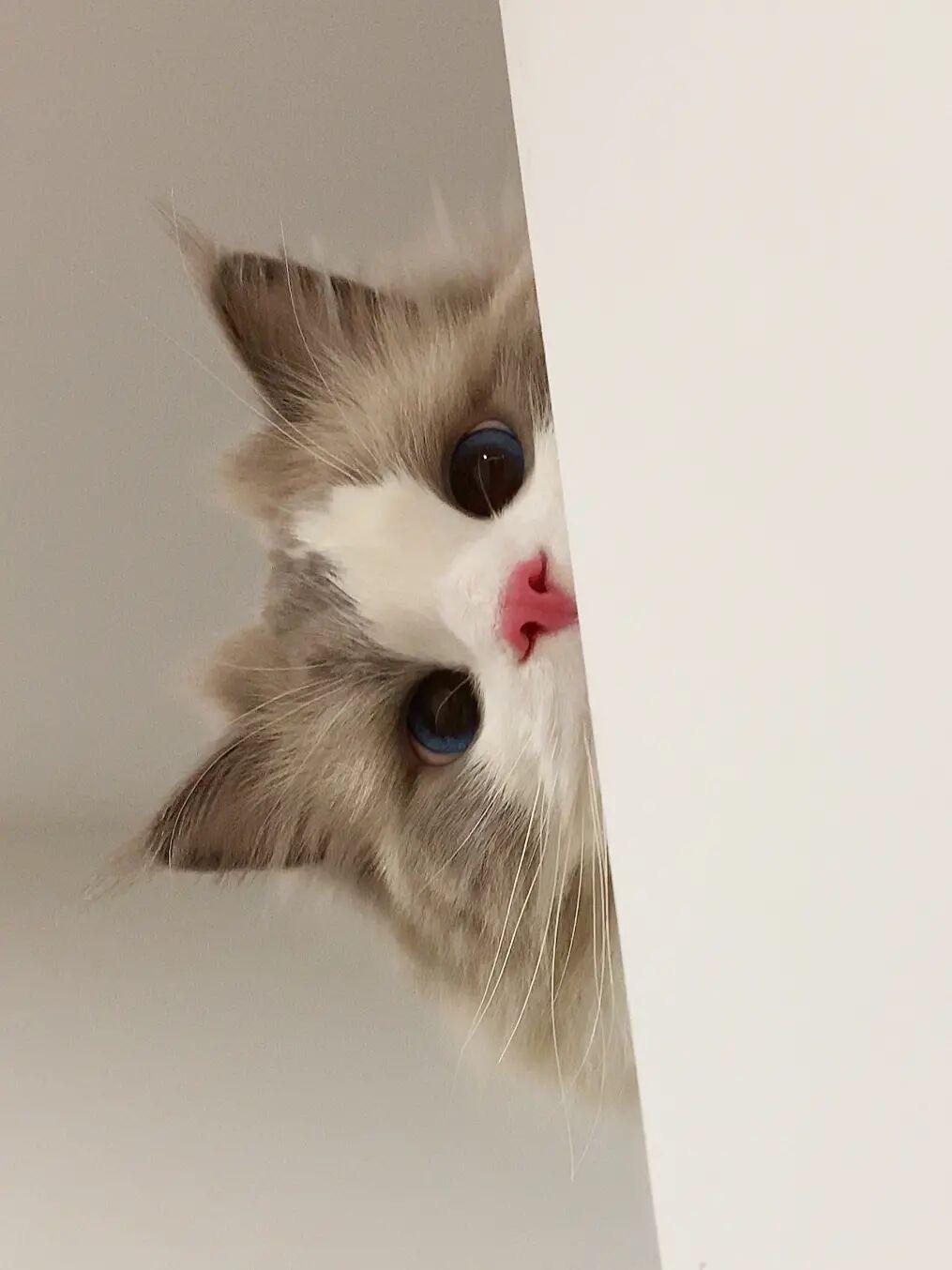 有没有看上去酷酷的男生猫头像? - 知乎