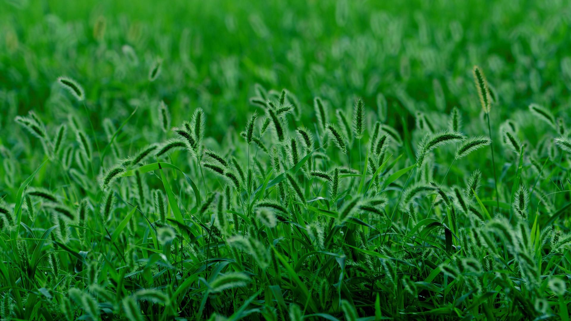 有没好看的草木壁纸? - 知乎