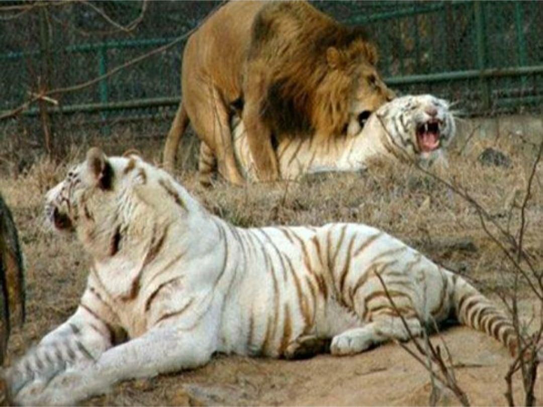 狮虎斗知乎上的答案赞的比较多的都是老虎取胜为什么cctv10上老虎大战