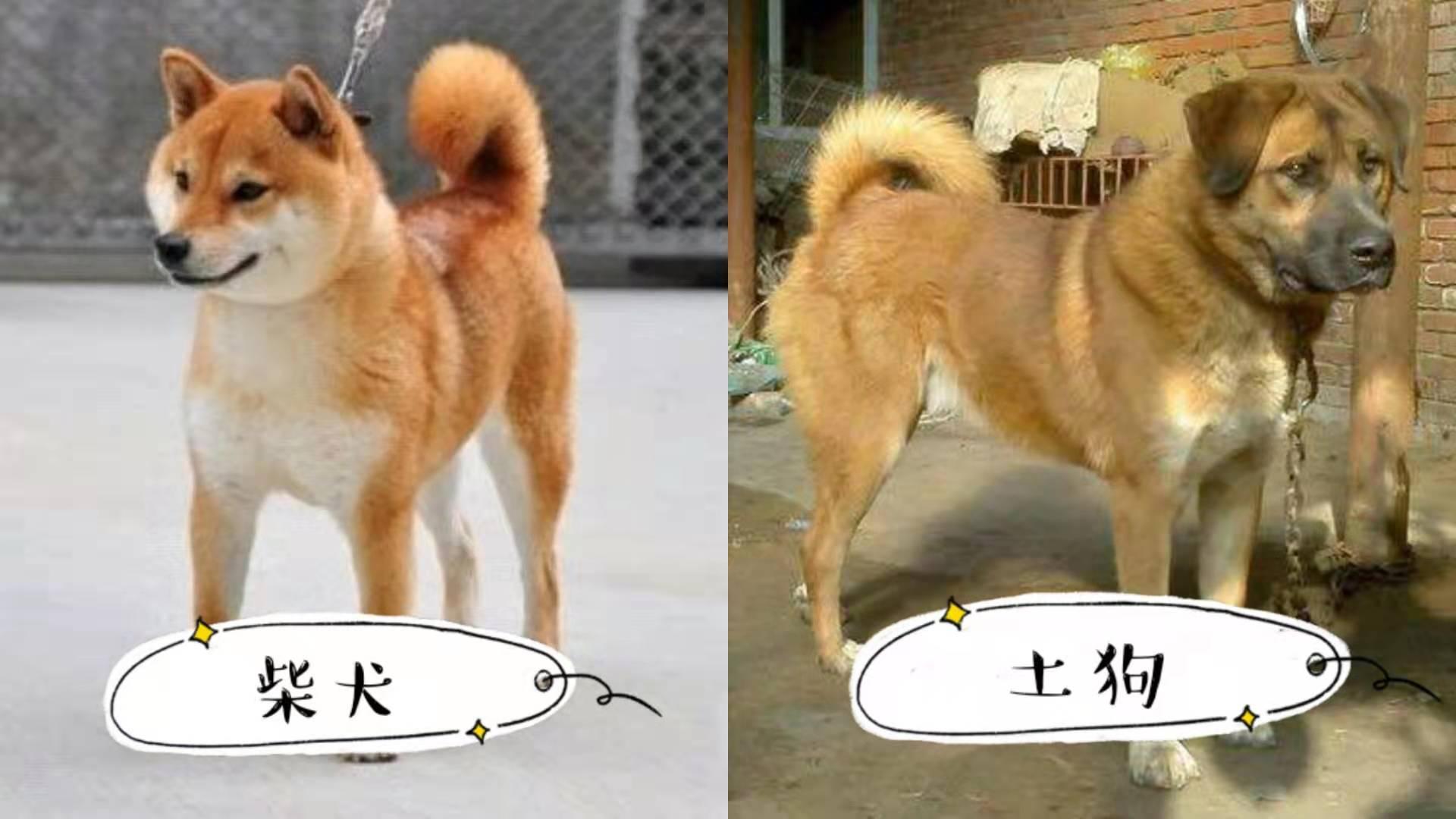 柴犬土狗分辨