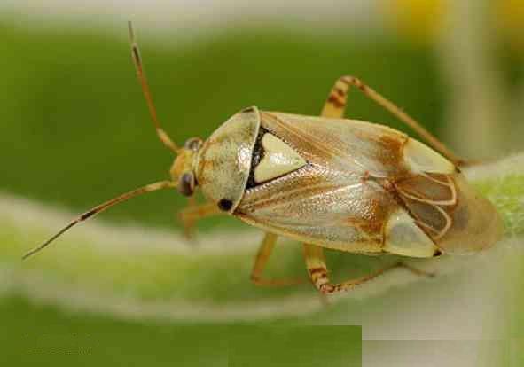 【动物界全系列】盲蝽亚科—盲蝽族(上):苜蓿盲蝽