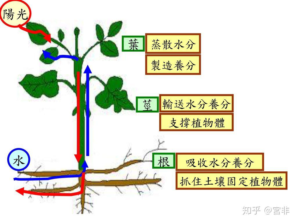 高大的木本植物是如何实现其体内水分的顺利吸收和运送的
