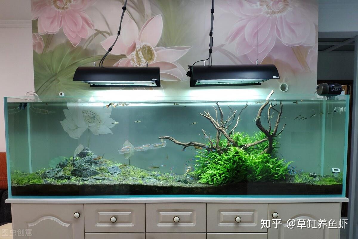 4种主流鱼缸,各有各的玩法,你喜欢哪一种? - 知乎
