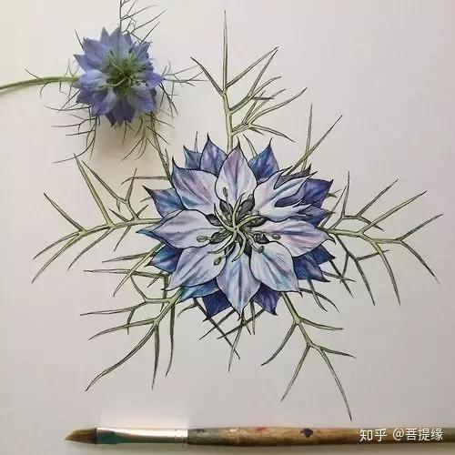 一花一世界，他画的花美翻了手绘工笔 - 知乎
