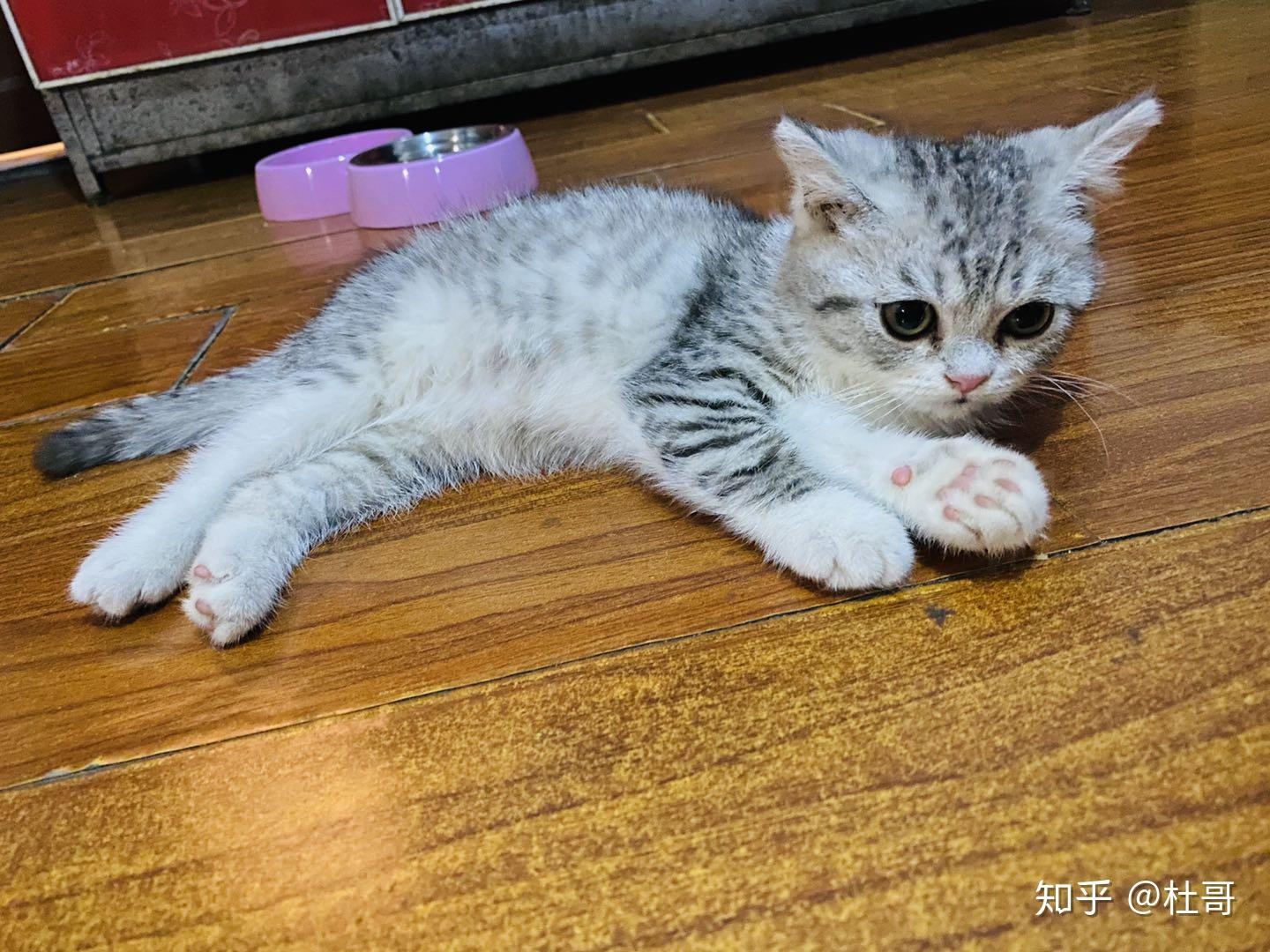 这是美短吗?鱼骨纹 ?