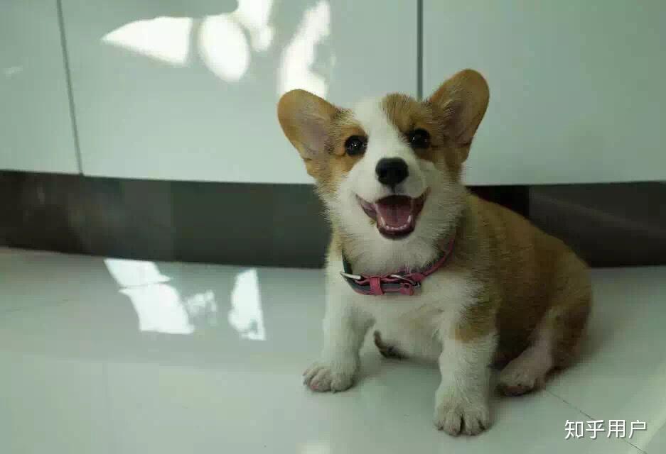 柯基和布偶猫能一起养吗