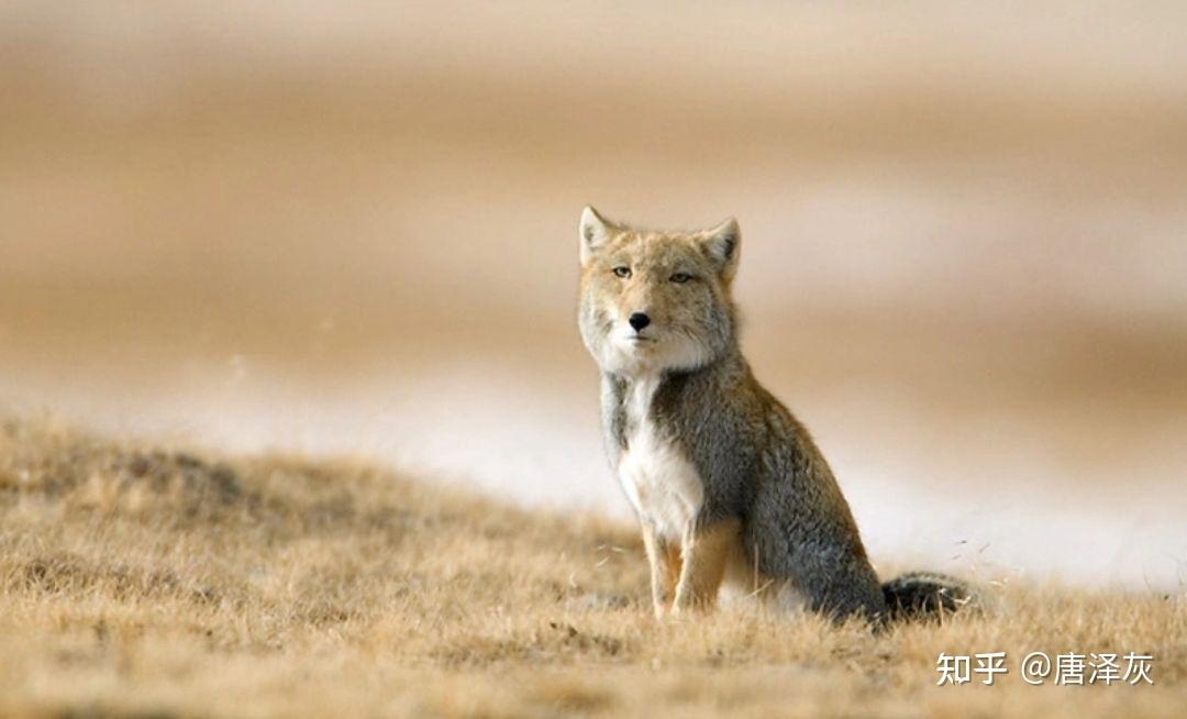 有没有公狐狸精