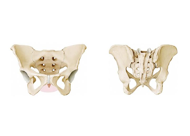 骨骼式大腿假肢