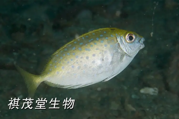 巴浪鱼、蓝子鱼常见病防治,巴浪鱼蓝子鱼肠炎链球菌虹彩病毒的预防 - 知乎