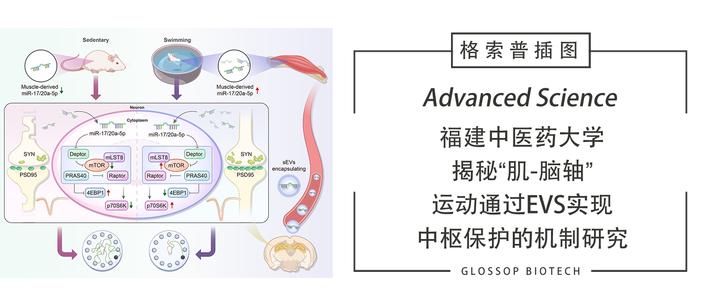 Advanced Science | 揭秘“肌-脑轴”:运动通过EVs实现中枢保护的机制研究 - 知乎