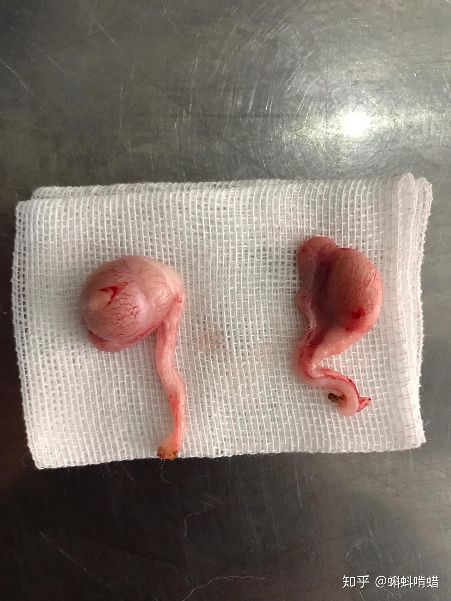 猫隐睾会不会疼?