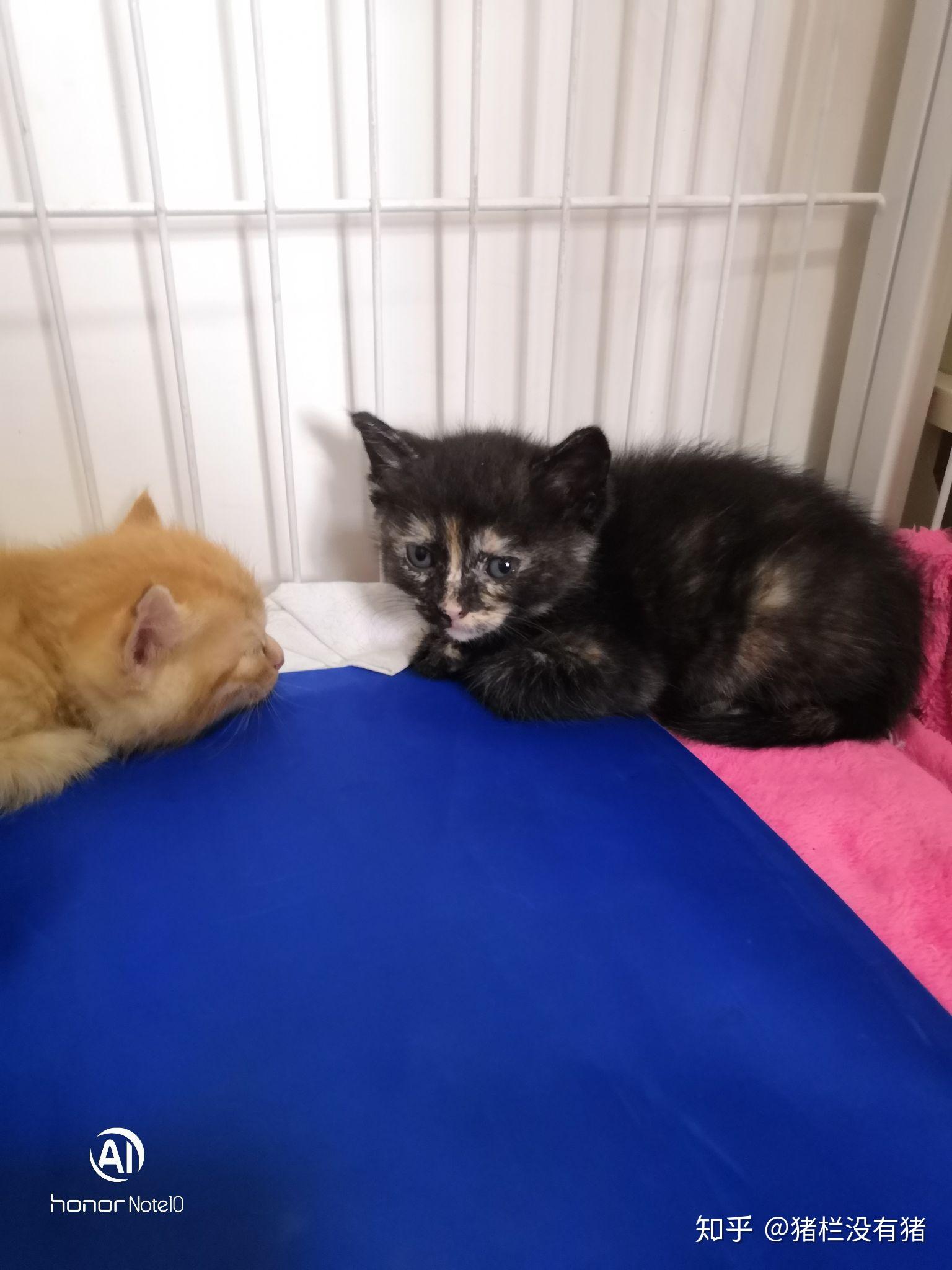 蓝猫和橘猫可以杂交吗如果可以的话有实际案例吗