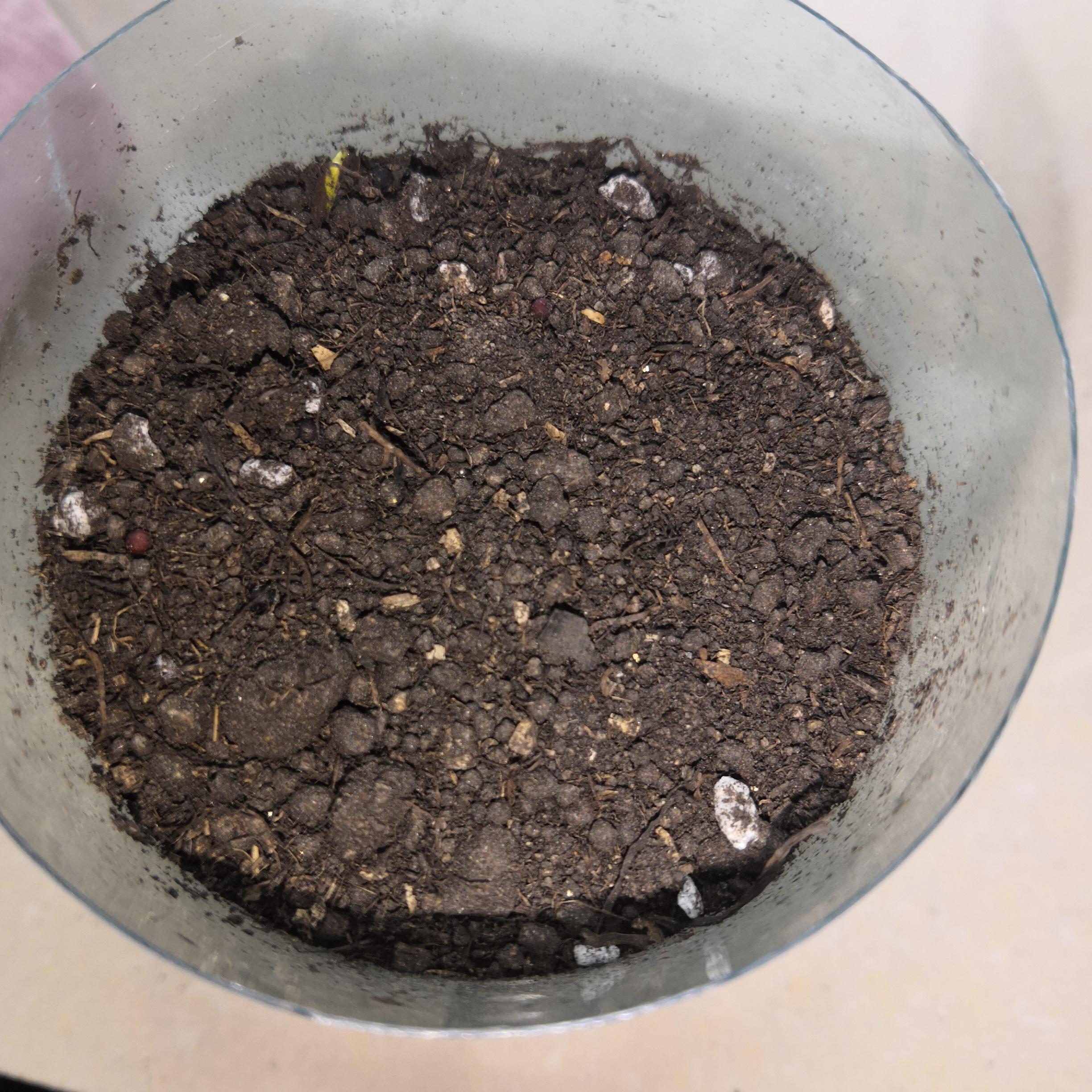 在网上买的满天星种子真的能种粗来吗