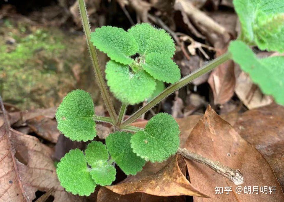 大力草是什么药草? - 知乎