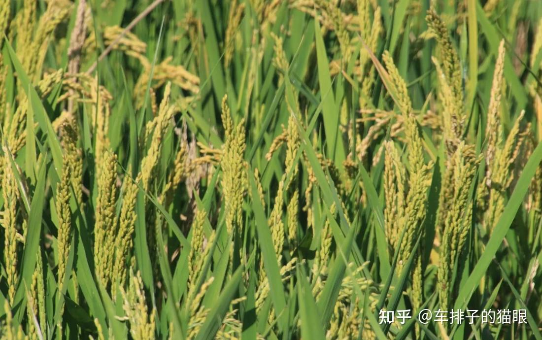 哪些植物的果实同时也是植物的种子? - 知乎