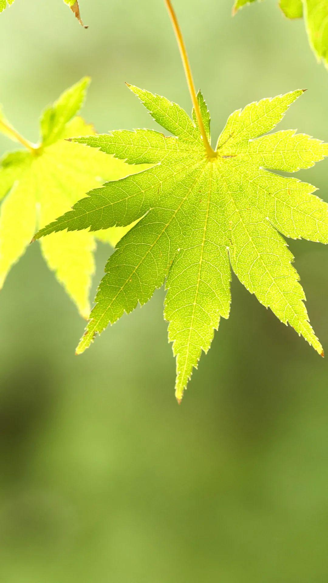 有没有那种春天感觉的壁纸? - 知乎