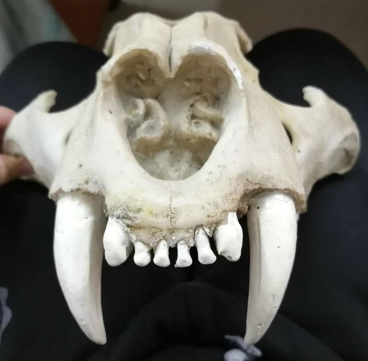 能否通过这具老虎头骨模型,判断该动物个体生前亚种