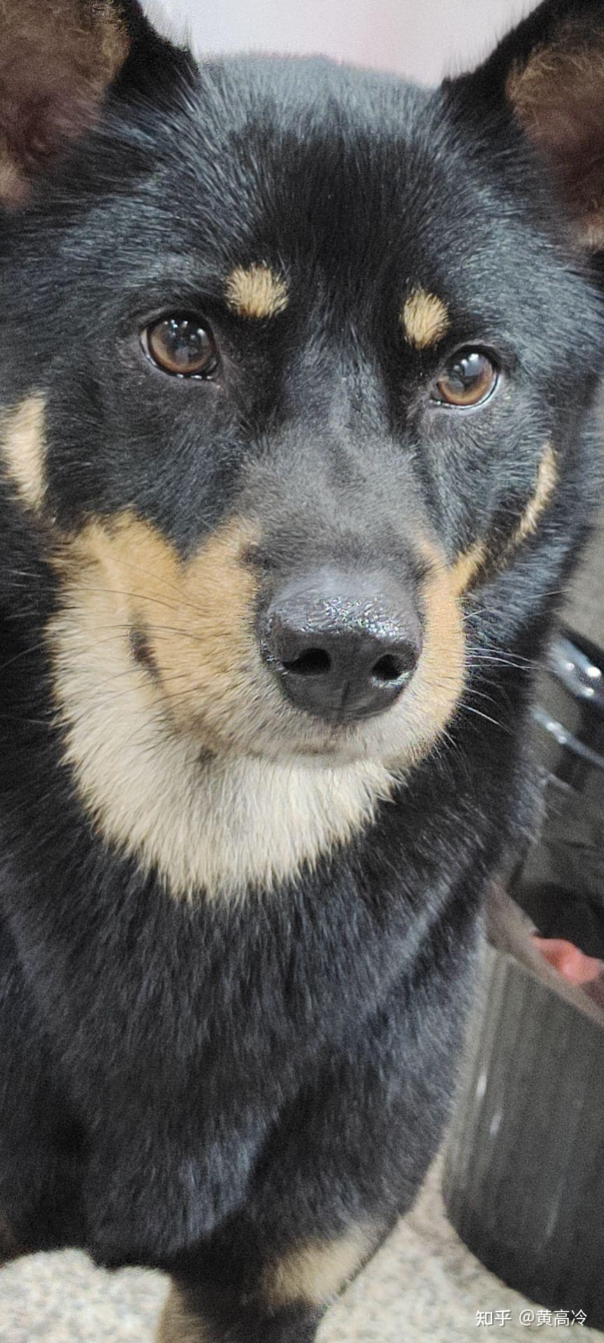 如何挑选四眼铁包金铁包银田园犬？ - 知乎