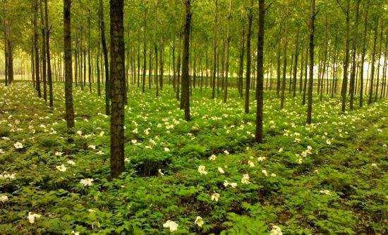 速生树种杨树、桉树日渐凸显隐患,荒山造林选什么树种更好? - 知乎