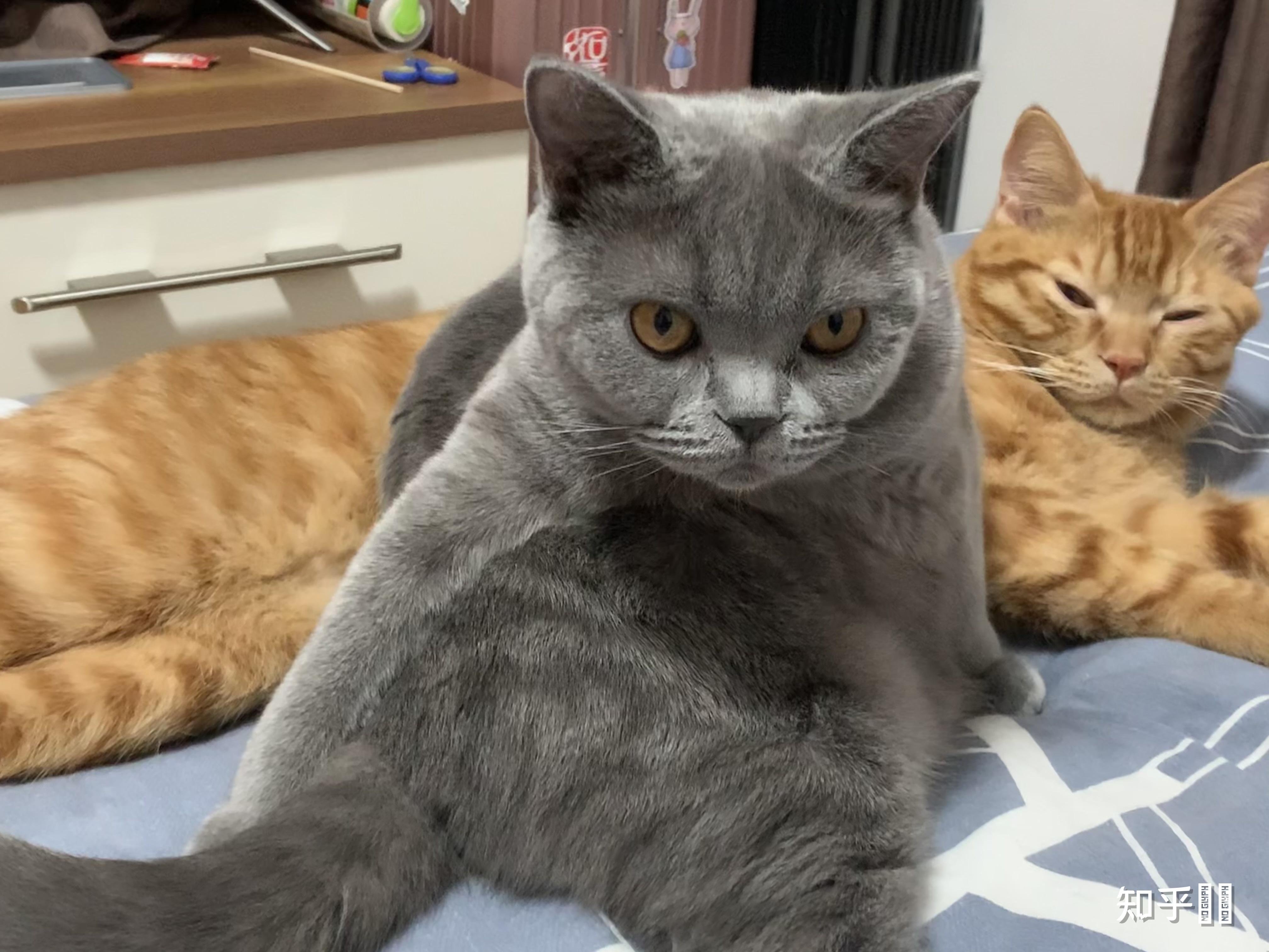 母狸花猫和公英短蓝猫能不绝育的共养吗