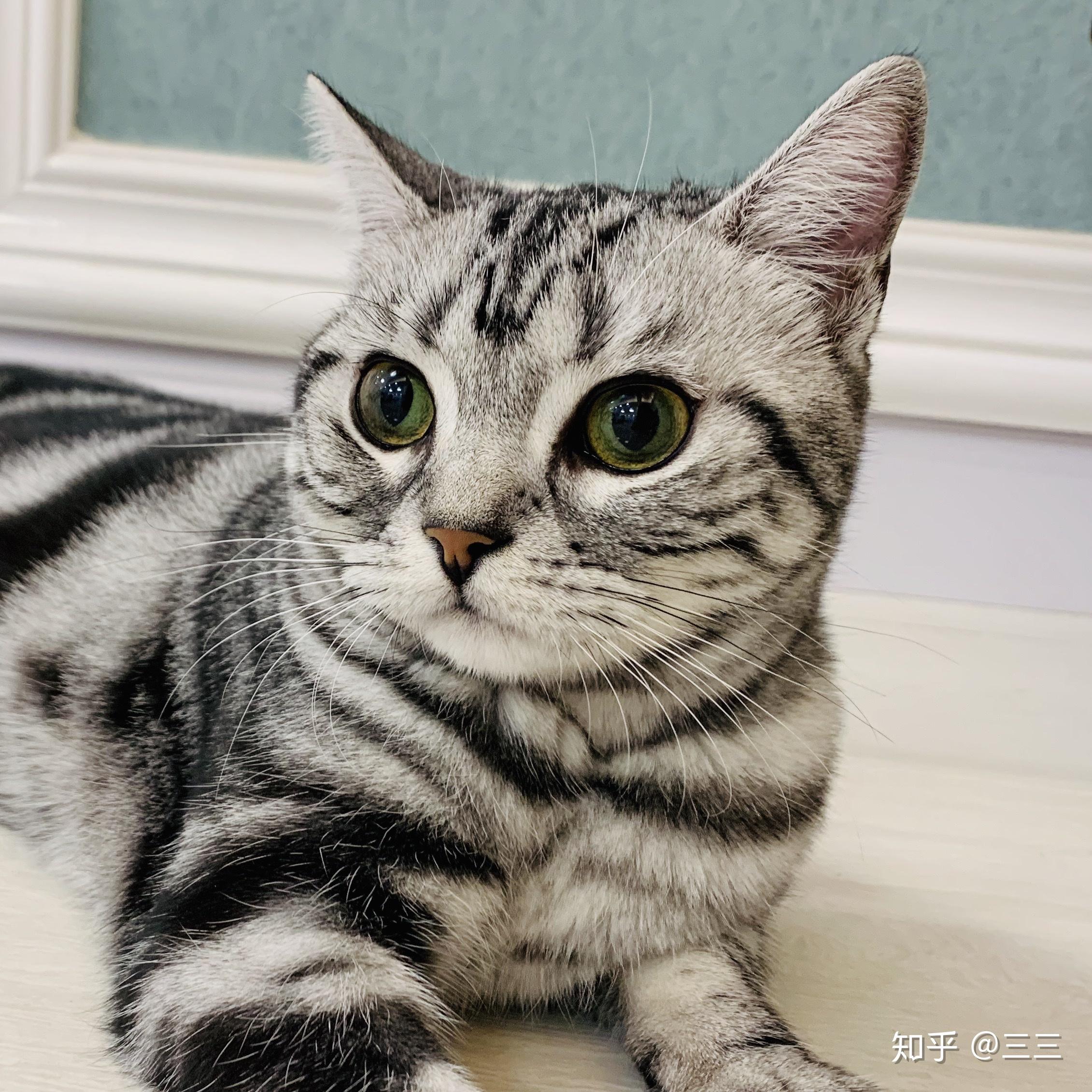 养美短猫需要注意什么优点有哪些