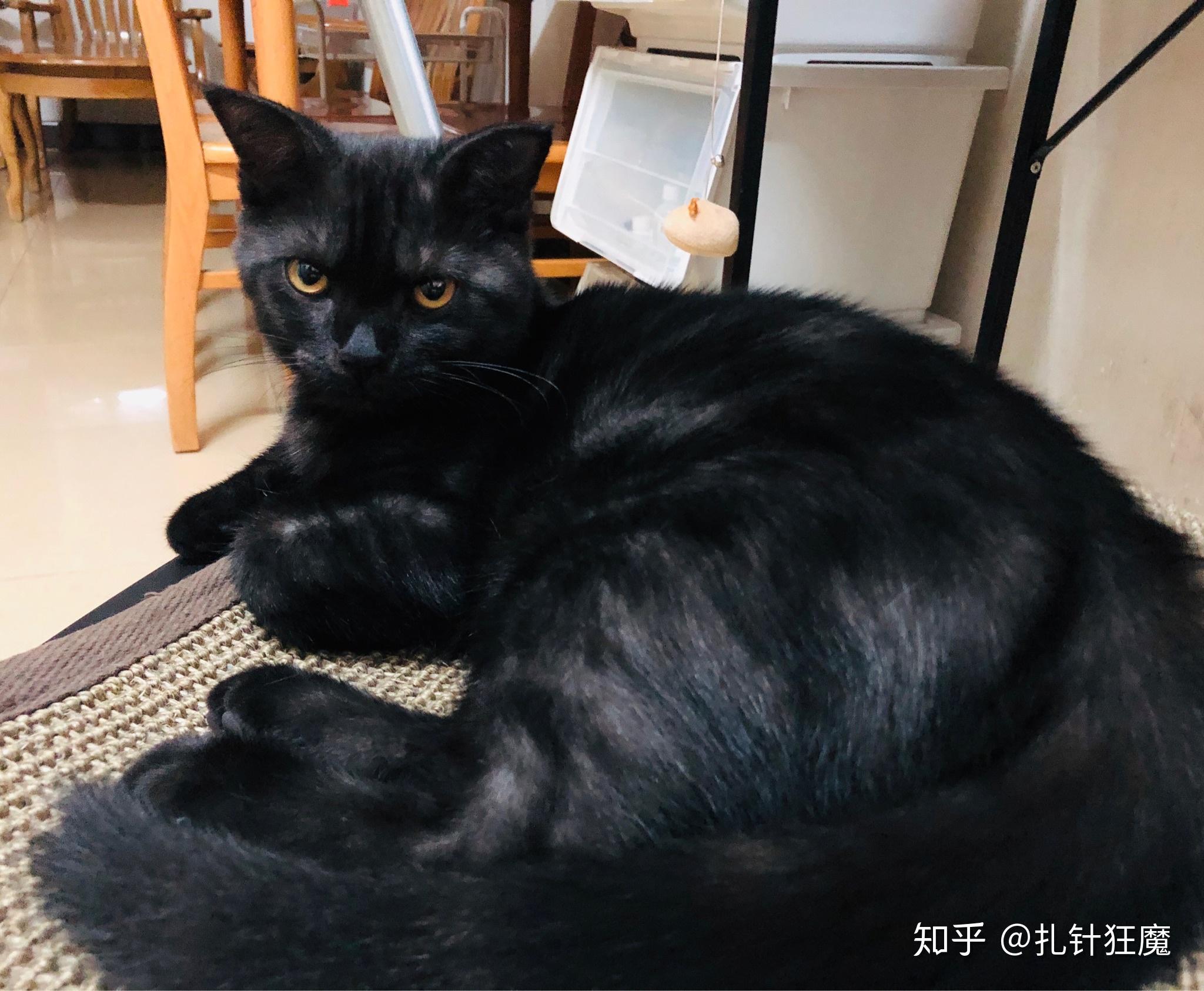 美短没有纯黑色的吗