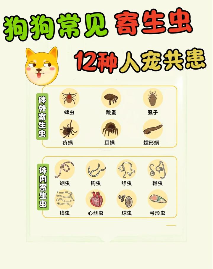 14种狗狗常见寄生虫图鉴!12种人狗共患