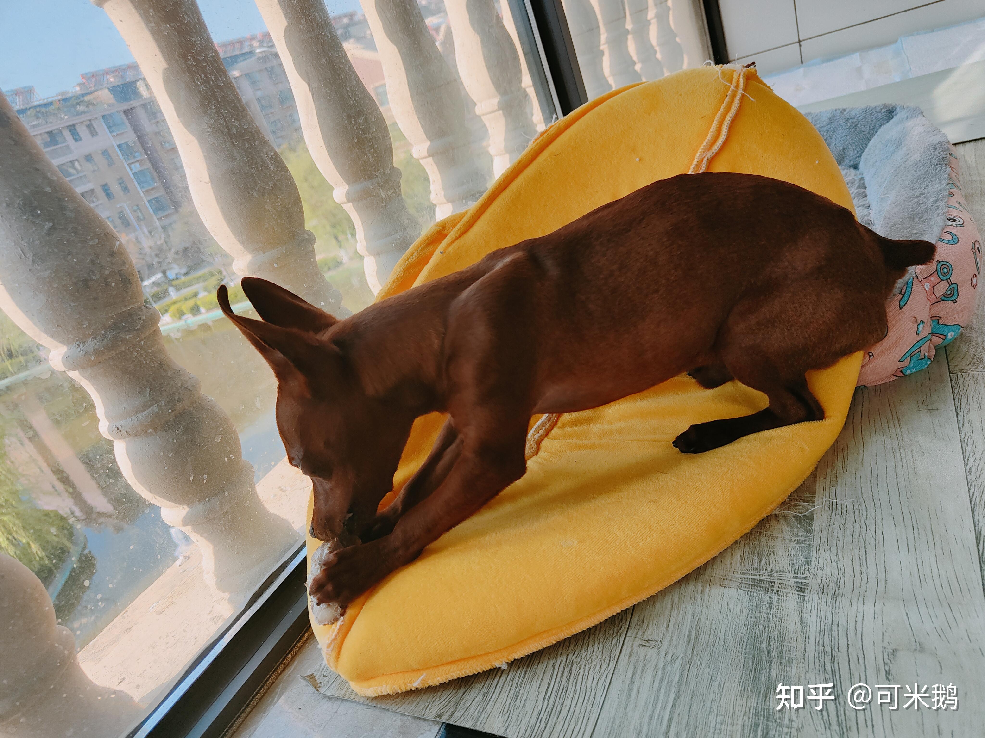 什么时候你觉得你家狗子是一只心机狗? - 知乎