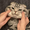 勃丽灵梦
