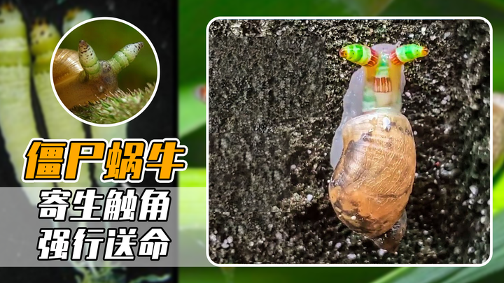 寄生蜗牛触角,控制蜗牛强行送命,僵尸蜗牛究竟有多恐怖?