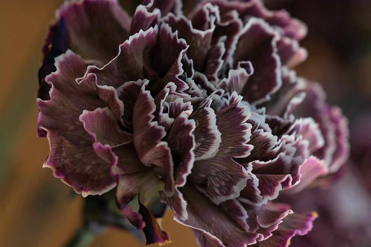 3. 沙莫玫瑰绽放期