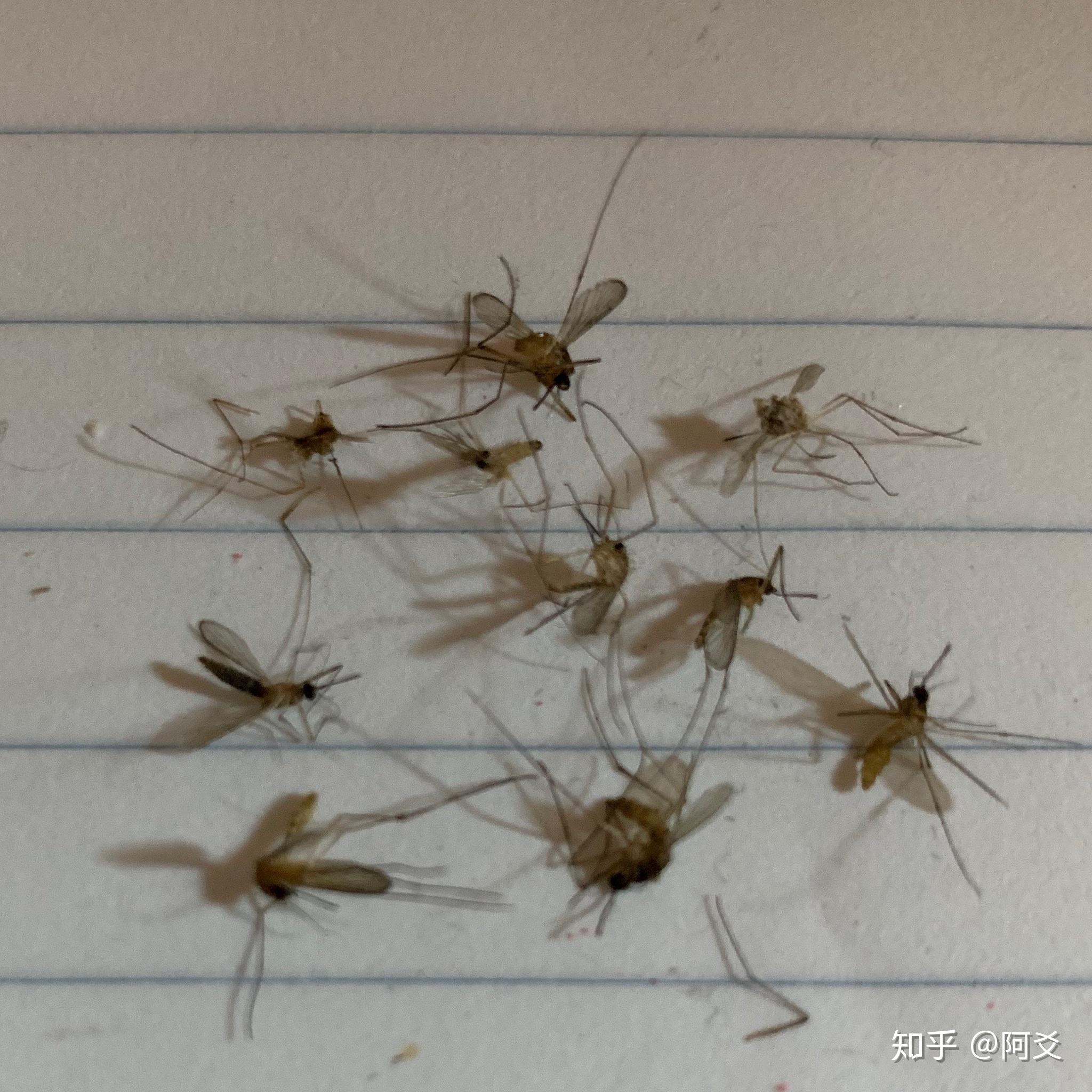 北方冬天那么冷为什么还有蚊子?