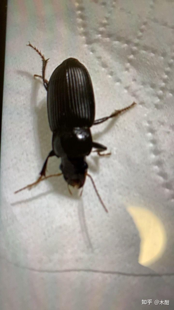 这是什么虫子,会飞,坐标北方,家里比较干燥? - 知乎