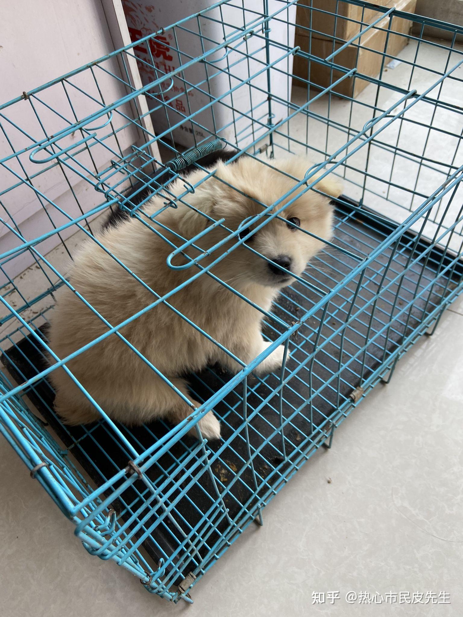 想买一只金萨犬幼崽有货源吗