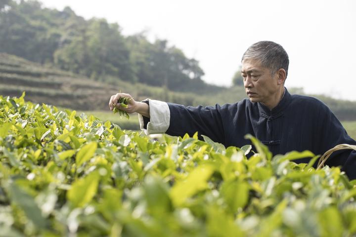 林飞应 金花白茶诞生记 | 砾壤人物 - 知乎