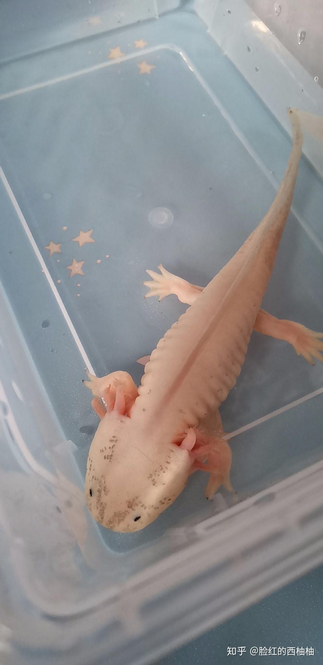 六角恐龙(蝾螈)怎么饲养?有什么要注意的吗?