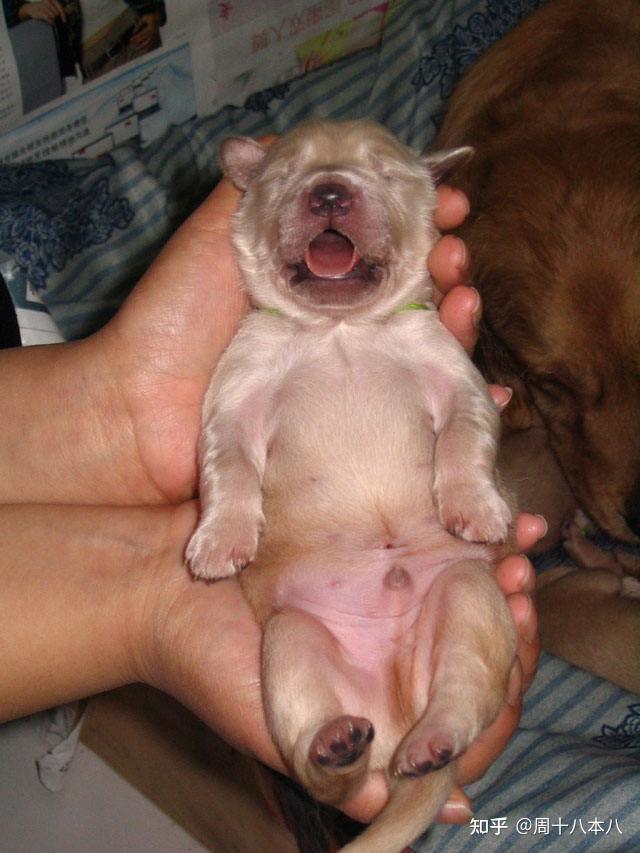 怎么分公母? - 知乎