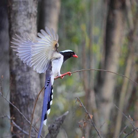 体长60cm长尾灰色像野鸡短距离飞在成都请问这是什么鸟