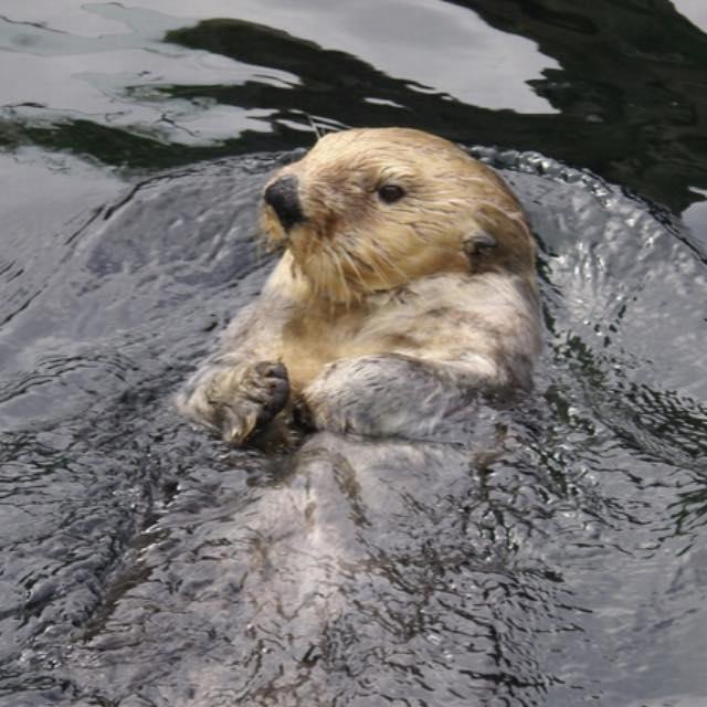 海獭一口崩开海胆、贝壳，牙怎么不会崩坏？