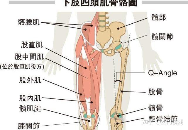 大腿前凸小腿后凸且腿不直是弯的小腿处有空隙怎么矫正