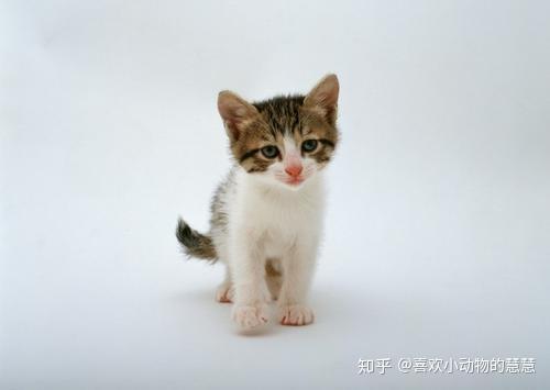 幼猫如何饲养、应注意哪些? - 知乎