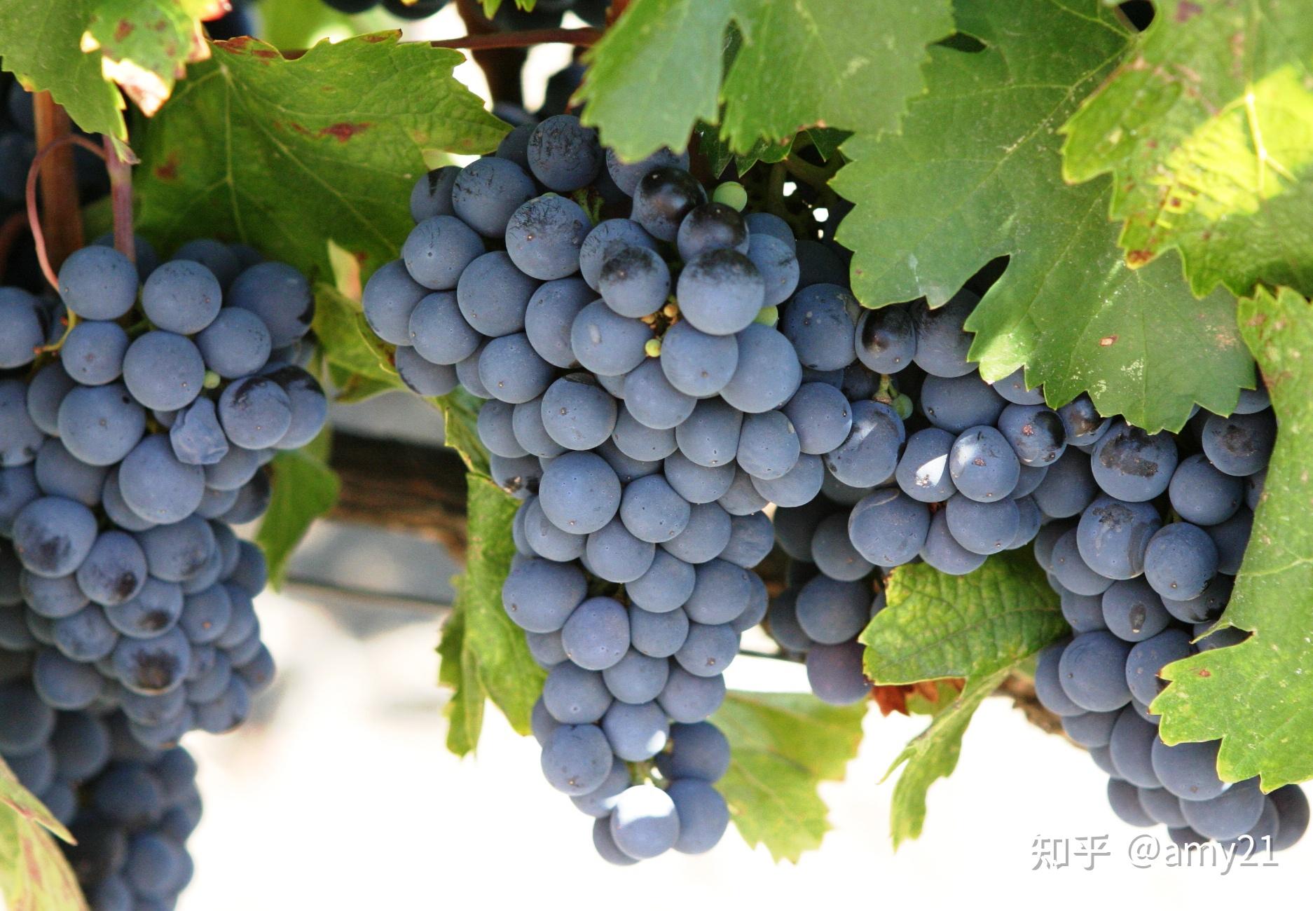 关于单宁的7个问题 - 知乎